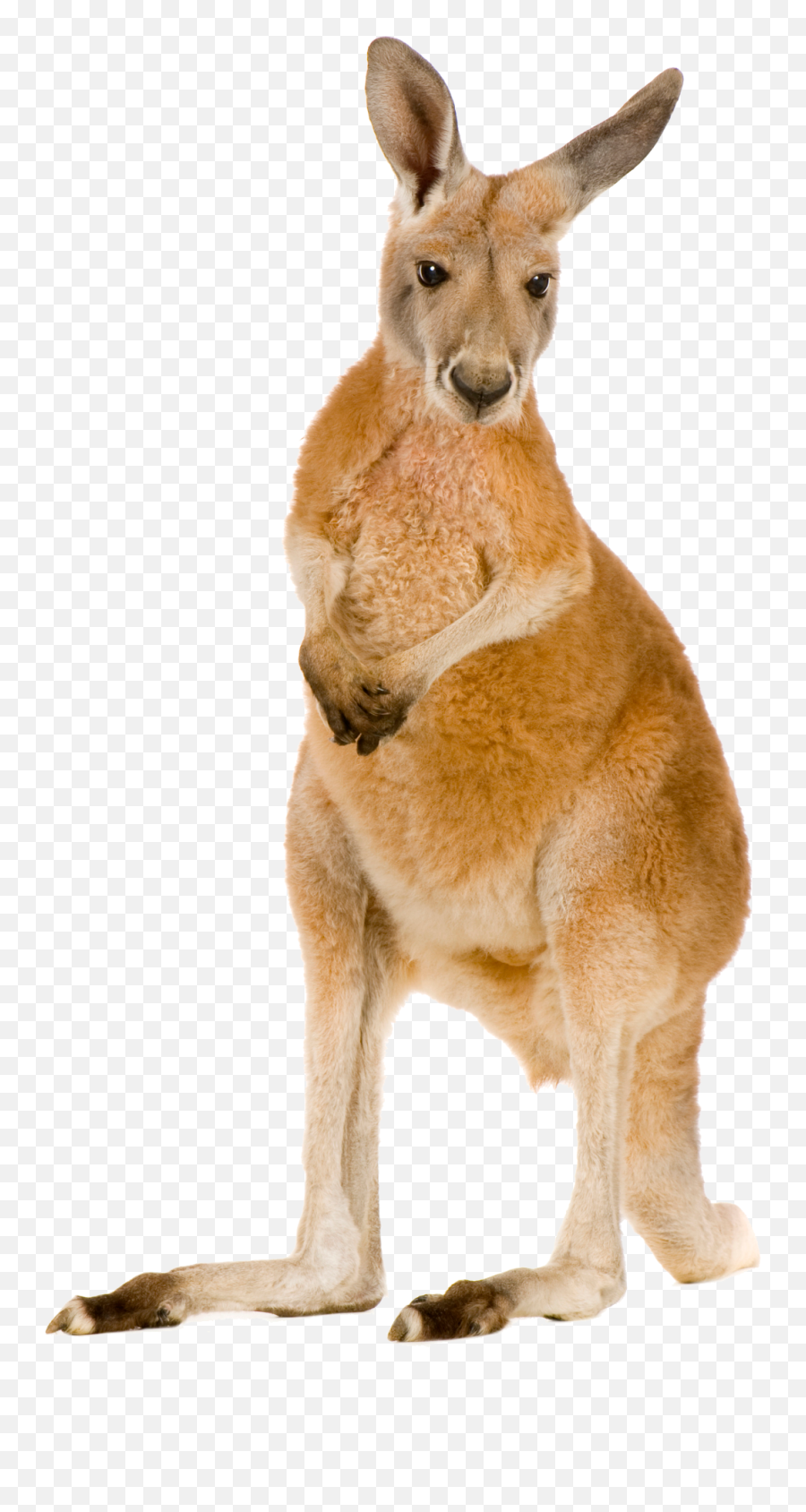 Png Kangaroo - Kangaroo Png,Kangaroo Transparent Background