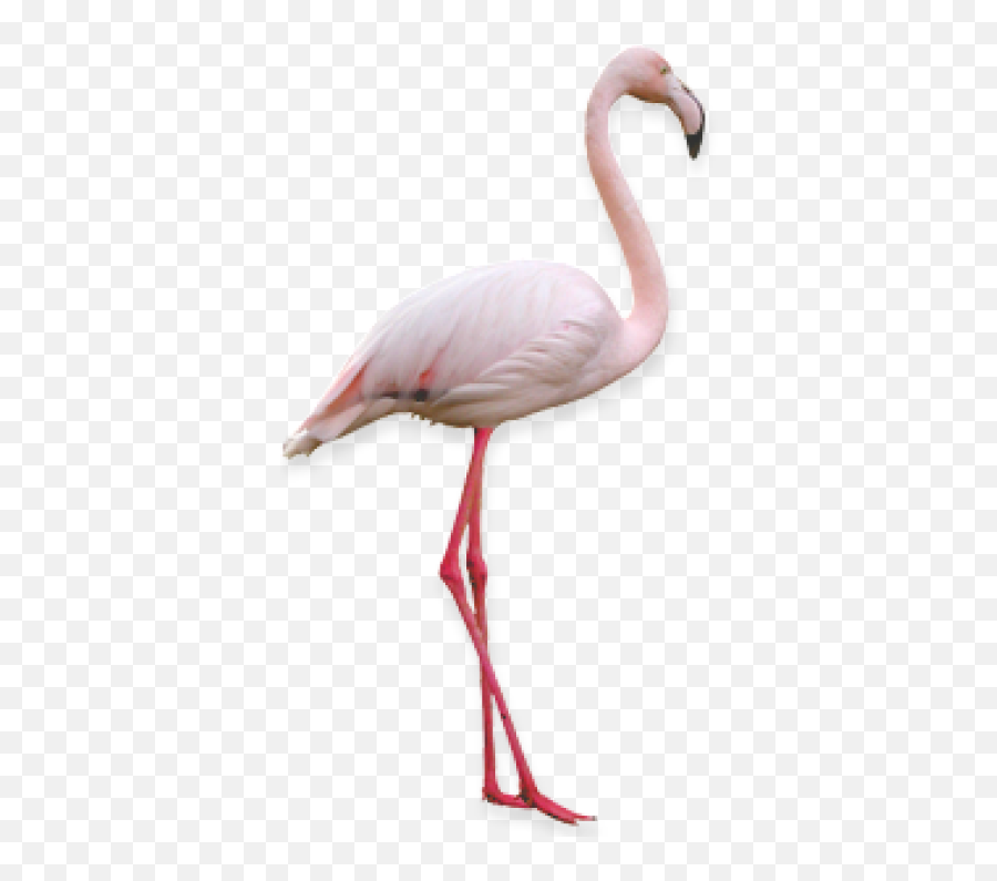 Download Free Png Flamingo - Backgroundtransparent Dlpngcom Flamingo Png On Transparent Background,Flamingo Transparent Background