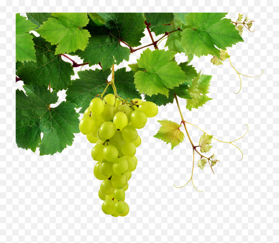 Grapes Png Free Download - Grape Png,Grapes Png