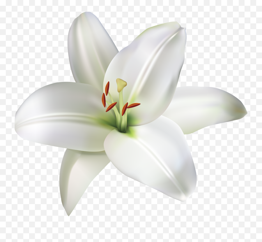 Lily Flower Png Free Lilies