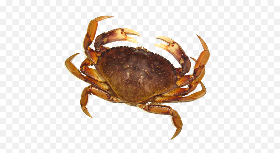 Bay Scallop Png - Crab Png,Scallop Png