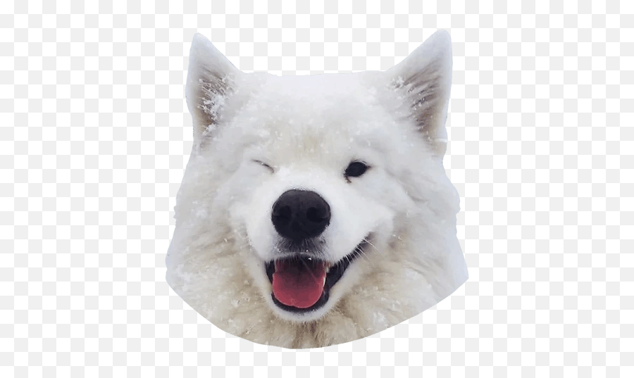 Download Free Png Background - Samoyeddogtransparent Dlpngcom Samoyed Transparent Background,Dog Transparent Background