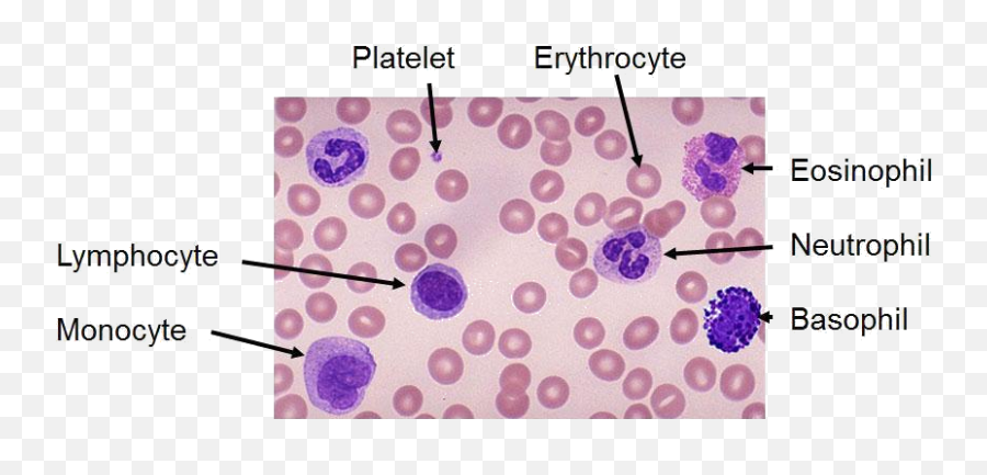 Common Hematology Tests - Basophils Eosinophils Png,Blood Smear Png