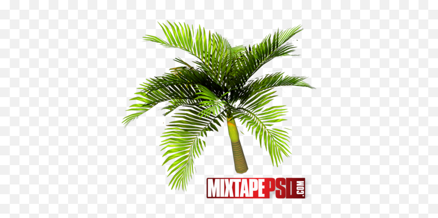 Download Palm Tree Top View Psd - Palm Trees Full Roystonea Png,Trees Top View Png