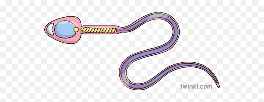 Sperm Illustration - Twinkl Clip Art Png,Sperm Png