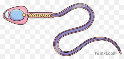 Sperm Illustration - Twinkl Clip Art png