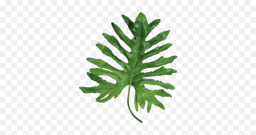 Statement Leaves - Large Leaf Tropical Plants 348x393 Tropical Plants With Large Leaves Png,Monstera Leaf Png