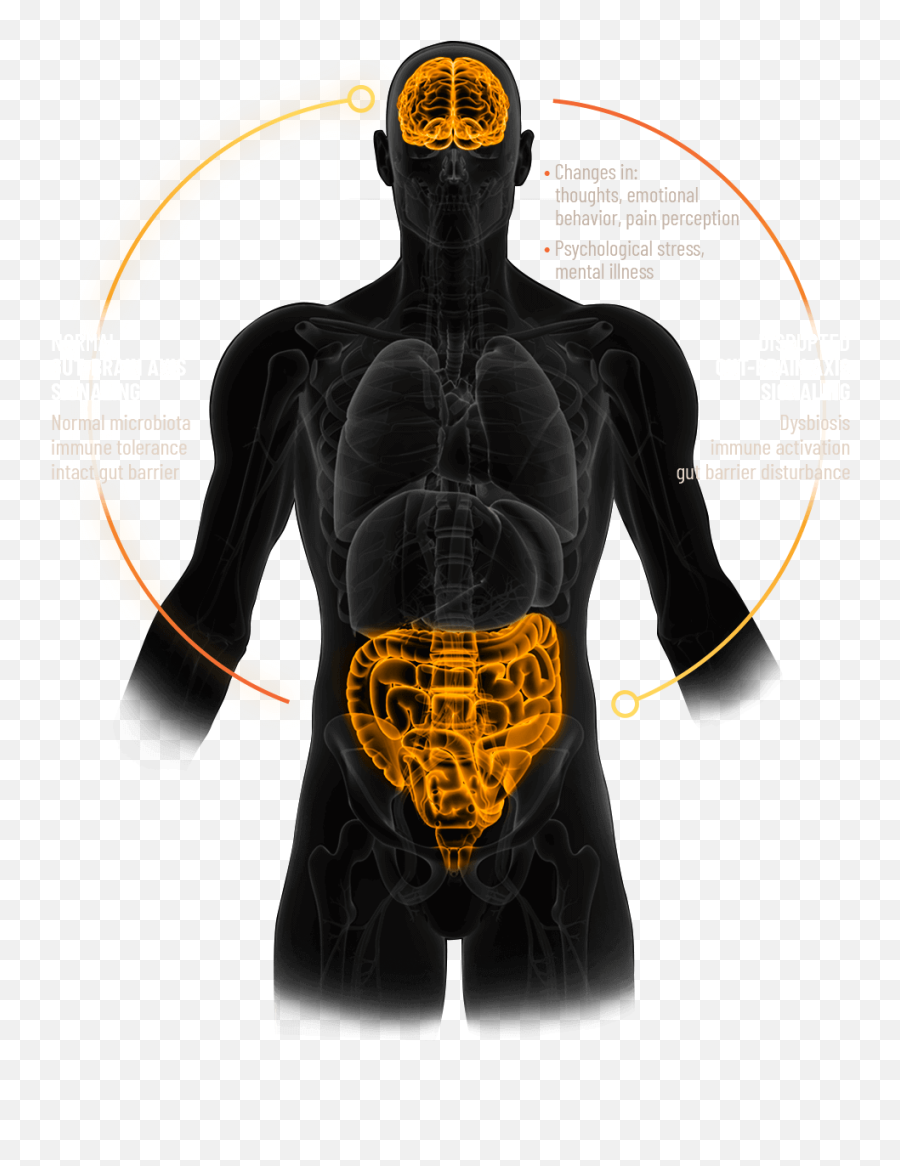 Microbial Imbalance And Ibs Symptoms Impact - Illustration Png,Guts Png