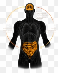 Microbial Imbalance And Ibs Symptoms Impact - Illustration Png,Guts Png