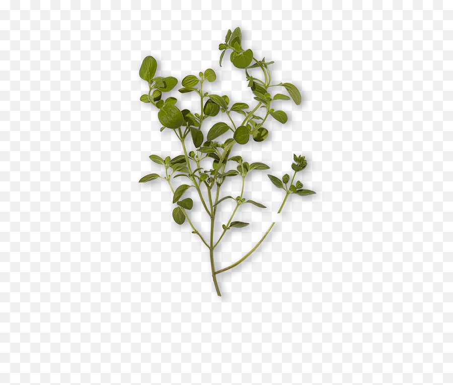 Oregano Essential Oil For Skincare History Benefits And Use - Twig Png,Oregano Png
