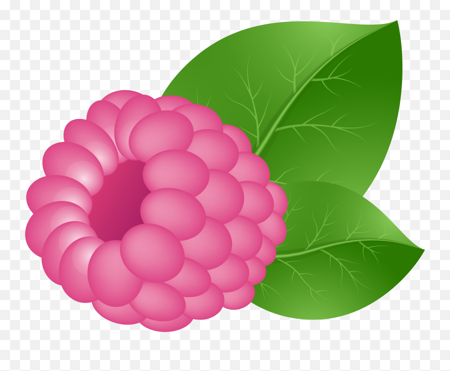 15 Fruit Clipart Raspberry For Free Download - Raspberry Clipart Transparent Png,Raspberry Png