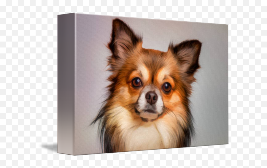 Chihuahua Dog Portrait By Vincent Monozlay - Beagle Long Hair Chihuahua Mix Png,Chihuahua Png