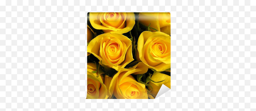 A Bouquet Of Yellow Roses Wall Mural U2022 Pixers We Live To Change - Gele Rozen Png,Yellow Roses Png