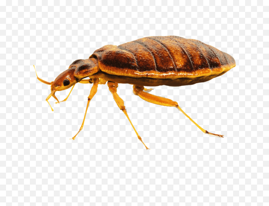 Download Bed Bug Png Image For Free - Bugs In Houston Texas,Bugs Png