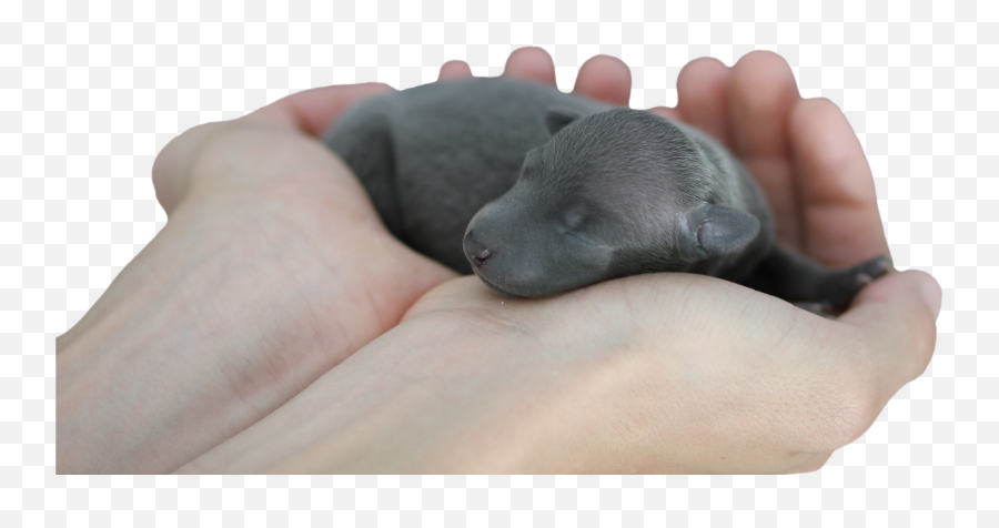 Picture Of A Newborn Baby Dog Petanos - Baby Cute Newborn Dog Png,Hand Transparent Png
