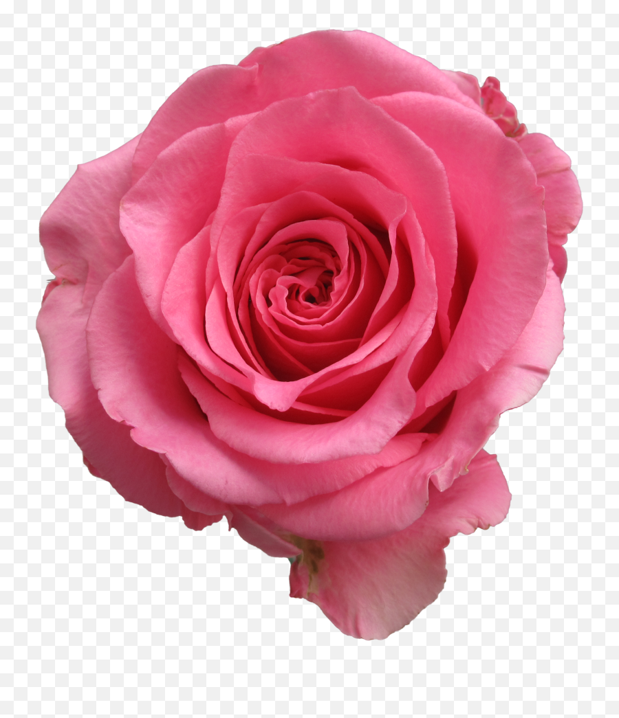 Rose Ballet Qty 100 095 Png Real