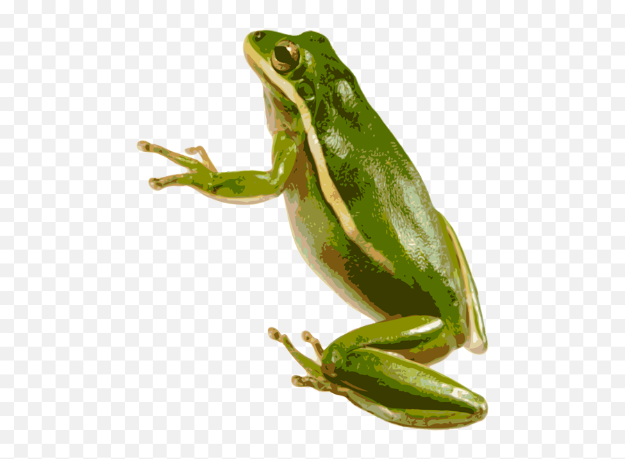 Frog Png Transparent Image Free - Transparent Background Frog Transparent,Transparent Frog