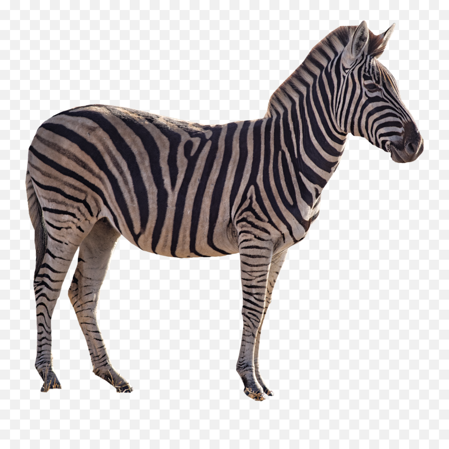 Download Zebra Png Image For Free Logo