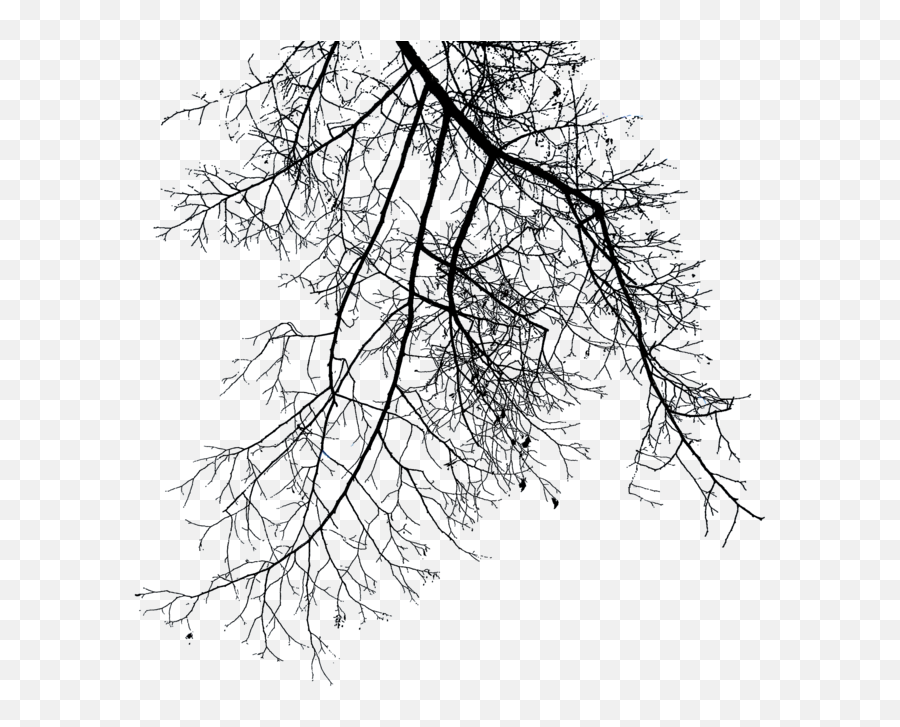 Download Free Png Branch File - Transparent Tree Branch Png,Tree Branches Png