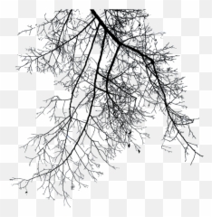 Download Free Png Branch File - Transparent Tree