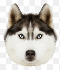 Husky Transparent U0026 Png Clipart Free Download - YWD Siberian Png