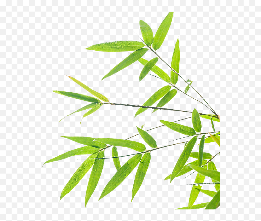 Bamboo Leaf Transparent Png Clipart - Bamboo Leaf Background,Bamboo Leaves Png