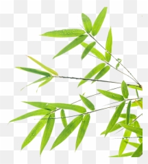 Bamboo Leaf Transparent Png Clipart - Bamboo Leaf Background,Bamboo Leaves Png