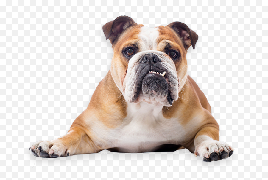 Toy Bulldog French American - English Bulldog Png,Bulldog Transparent Background