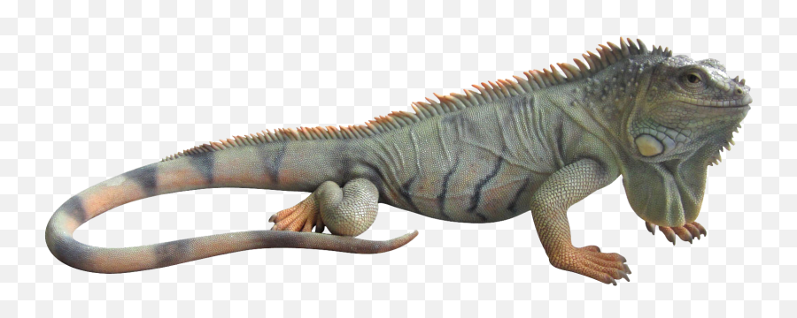 Iguana Png 4 Image - Png Iguana,Iguana Png
