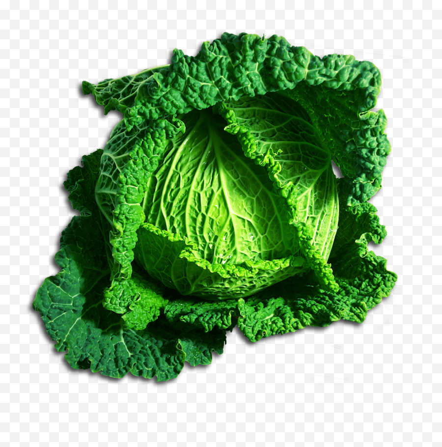 Download Green Cabbage Png - Choux Png,Cabbage Png