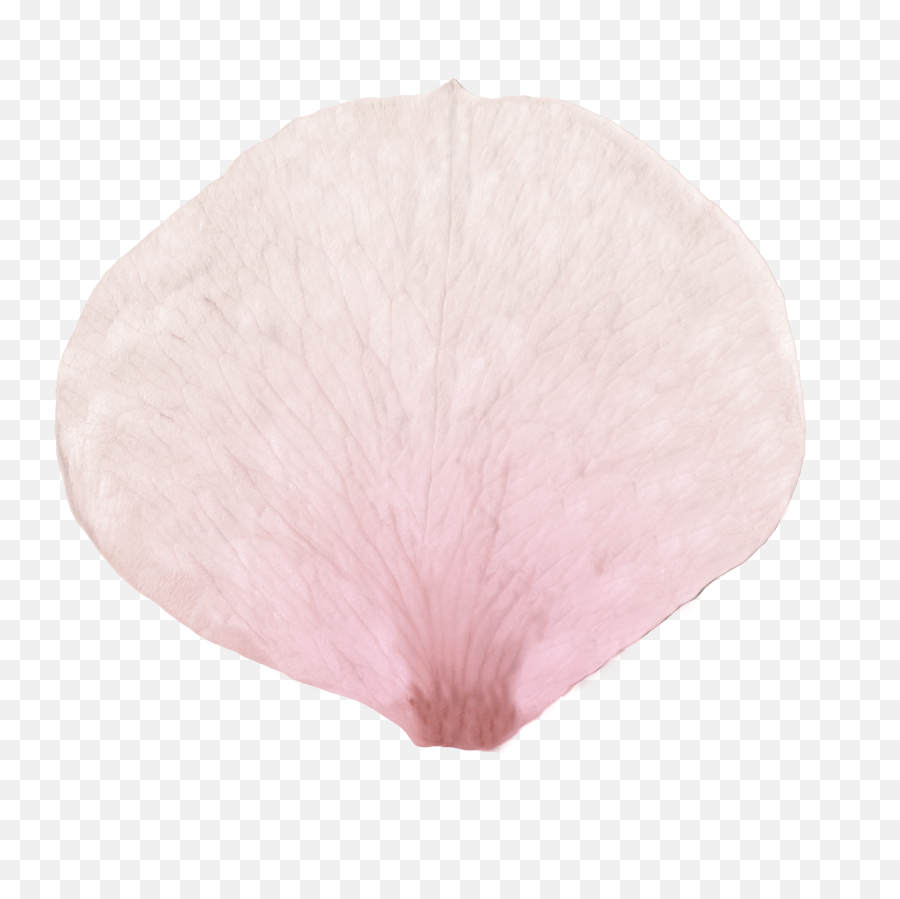 Cherry Blossom Petal Png Picture Royalty Free Stock - Heart,Flower Petals Png