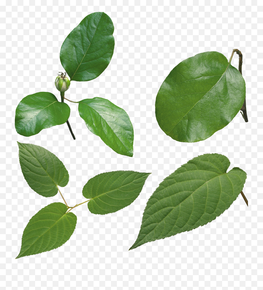 Green Leaf Png - High Definition Leaf Png,Tree Leaves Png
