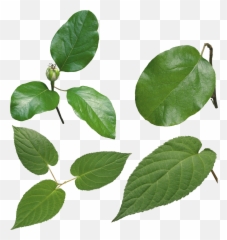 Green Leaf Png - High Definition