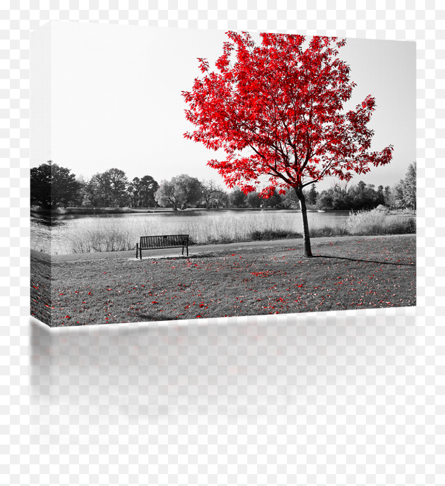 Download Hd Red Tree Over Park Bench - Ghosts Flames U0026amp Black White And Red Leaves Png,Ashes Png