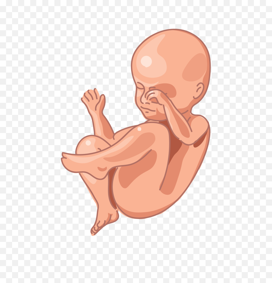 Download Image Of A Fetus - Fertilisation Ovum Growth 37 To 40 Week Png,Fetus Png