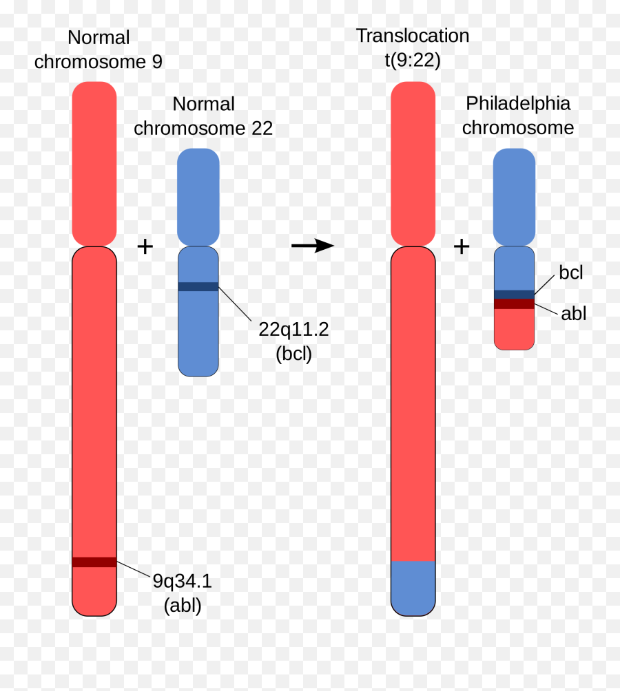 Philadelphia Chromosome Png Image - Homologous And Non Homologous Chromosome,Chromosome Png