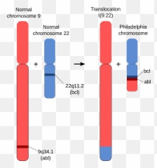 Philadelphia Chromosome Png Image - Homologous And Non