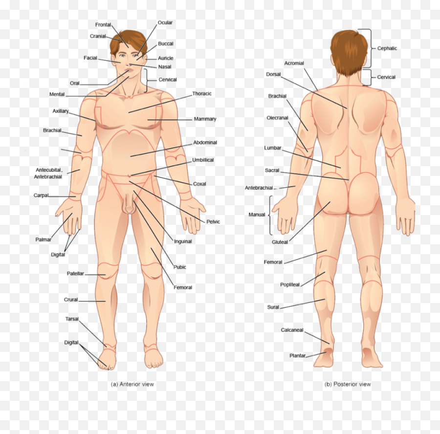 Human Body Png - Position Anatomique De Reference,Human Body Png