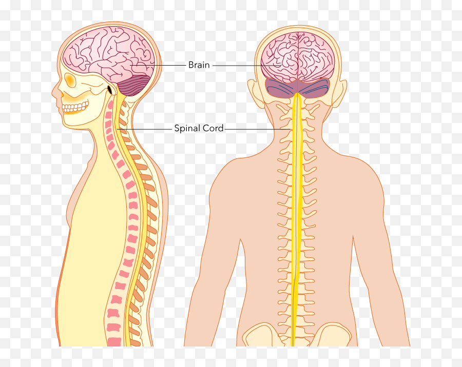 Nervous system brain. Центральная нервная система спинной мозг. Нервная система головной мозг спинной мозг нервы. Спинной мозг ребенка. Головной и спинной МОЗ.