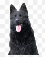 Black German Shepherd Png Image - Black German Shepherd Png,German Shepherd Png