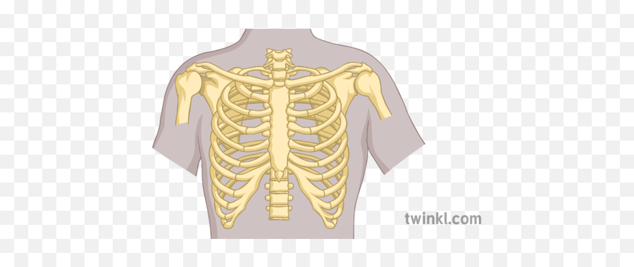 Rib Cage Diagram Science Secondary Illustration - Twinkl Rib Cage Png,Rib Cage Png