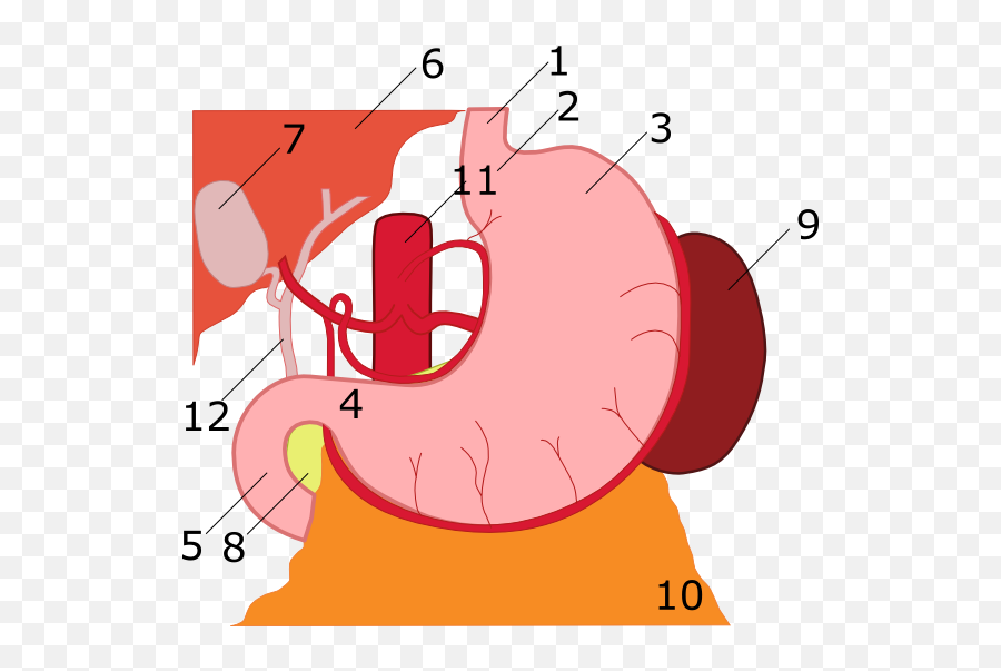 Fileanatomy Of Stomach Numberedpng - Wikimedia Commons Anatomy Of Stomach,Stomach Png