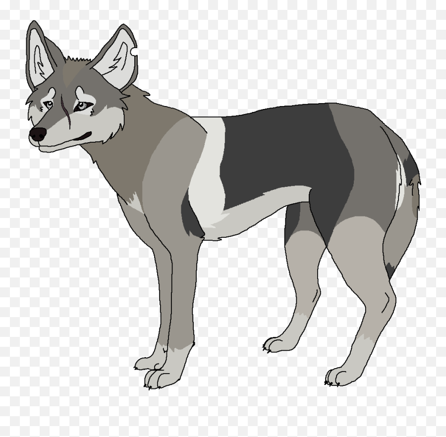Coyotes Perfidy Wiki Fandom - Dog Yawns Png,Coyote Png