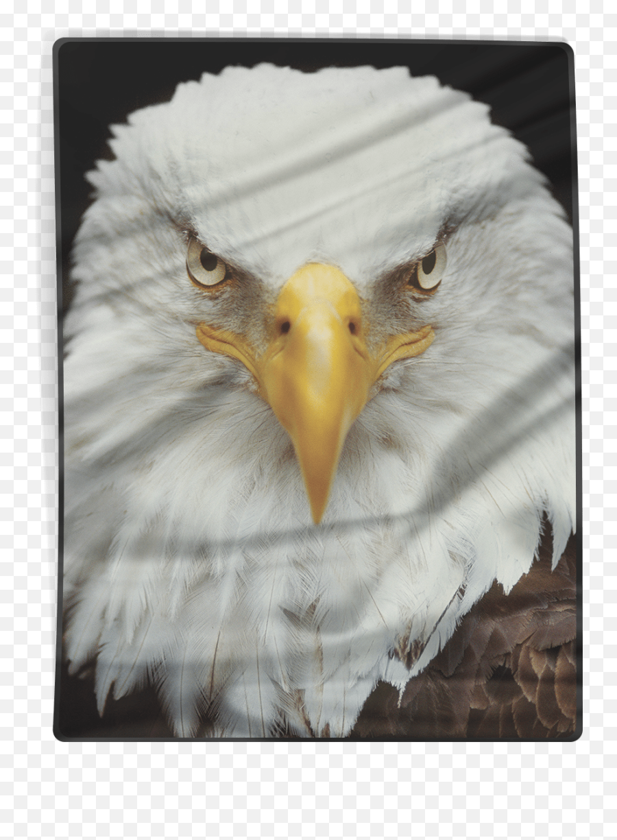 Bald Eagle - Blanket American Af Aaf Nation National Geographic Eagle Photography Png,Bald Eagle Head Png