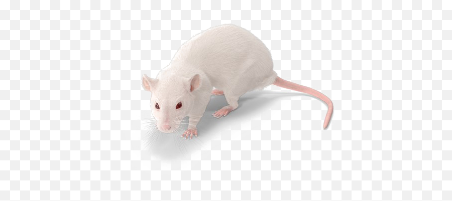 Rat Png Background Image - Rat,Rat Transparent