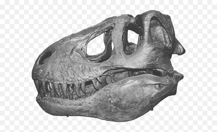 Trex Skull1 - Dinosaur Bones Png,T Rex Png