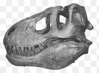 Trex Skull1 - Dinosaur Bones Png,T Rex Png