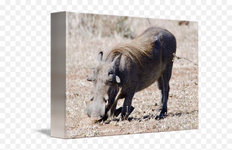 Warthog Digging By Pravine Chester - Common Warthog Png,Warthog Png