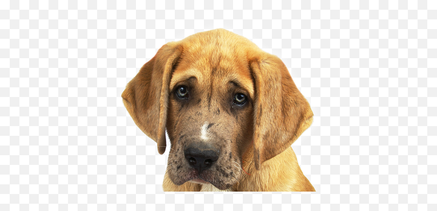 Sad Dog Png Images In Collection - Puppy Dog Eyes Transparent,Sad Dog Png