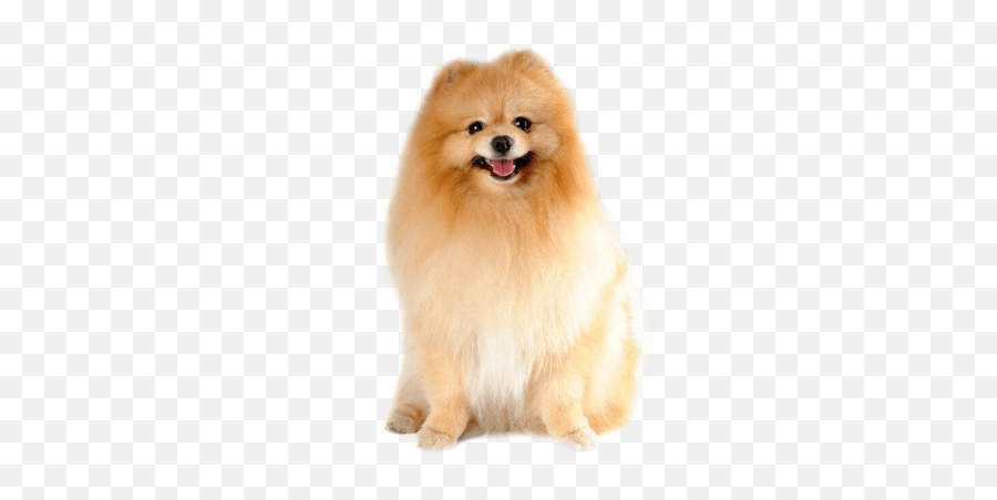 Pomeranian Puppy - Hair Trimmer For Dog Png,Pomeranian Png